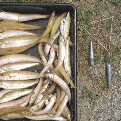 投げ釣り キス釣り 高感度 天秤