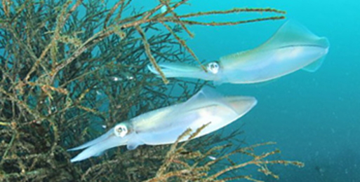 中オモリエギング アオリイカ 船 イカ釣り 高感度 天秤